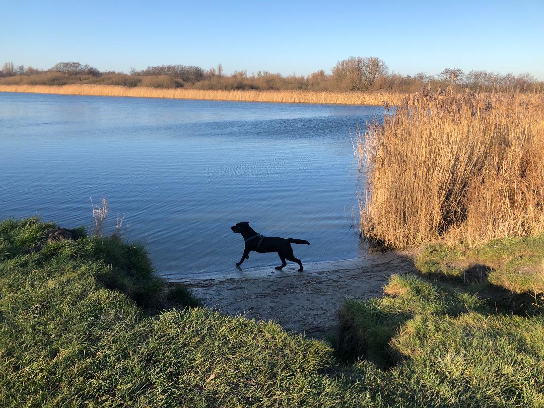 campingplatz ijsselmeer mit hund